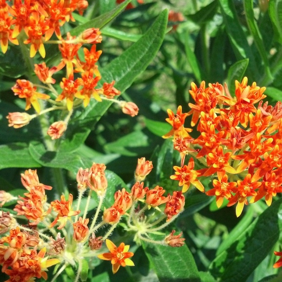 Meet your Posher, Taylor - Picture 1 of 1